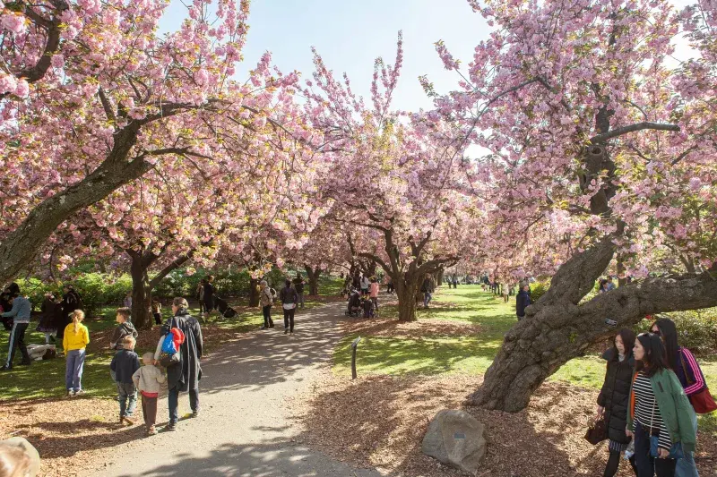 Cherry Blossoms, Brooklyn Botanic Garden, Brooklyn