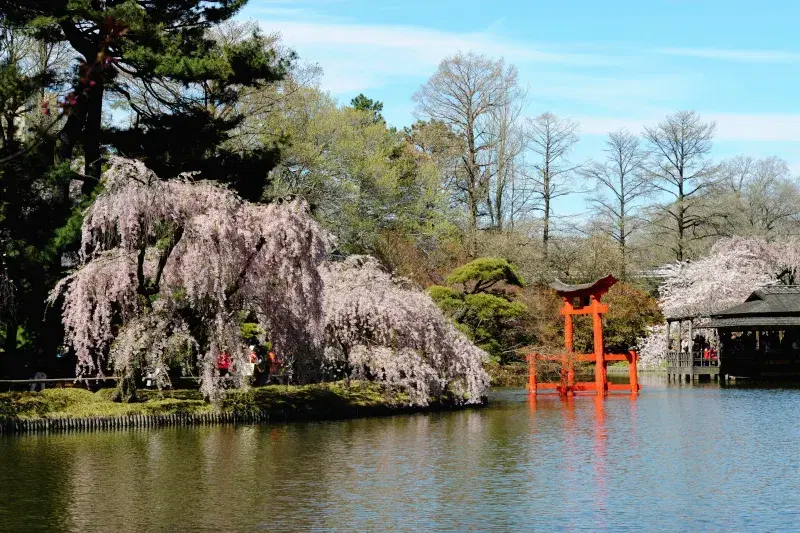 Japanese garden with cherry blossom at Brooklyn Botanic Garden